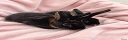 Rex rabbits for sale: Pair of mini rex babies - Advert 2