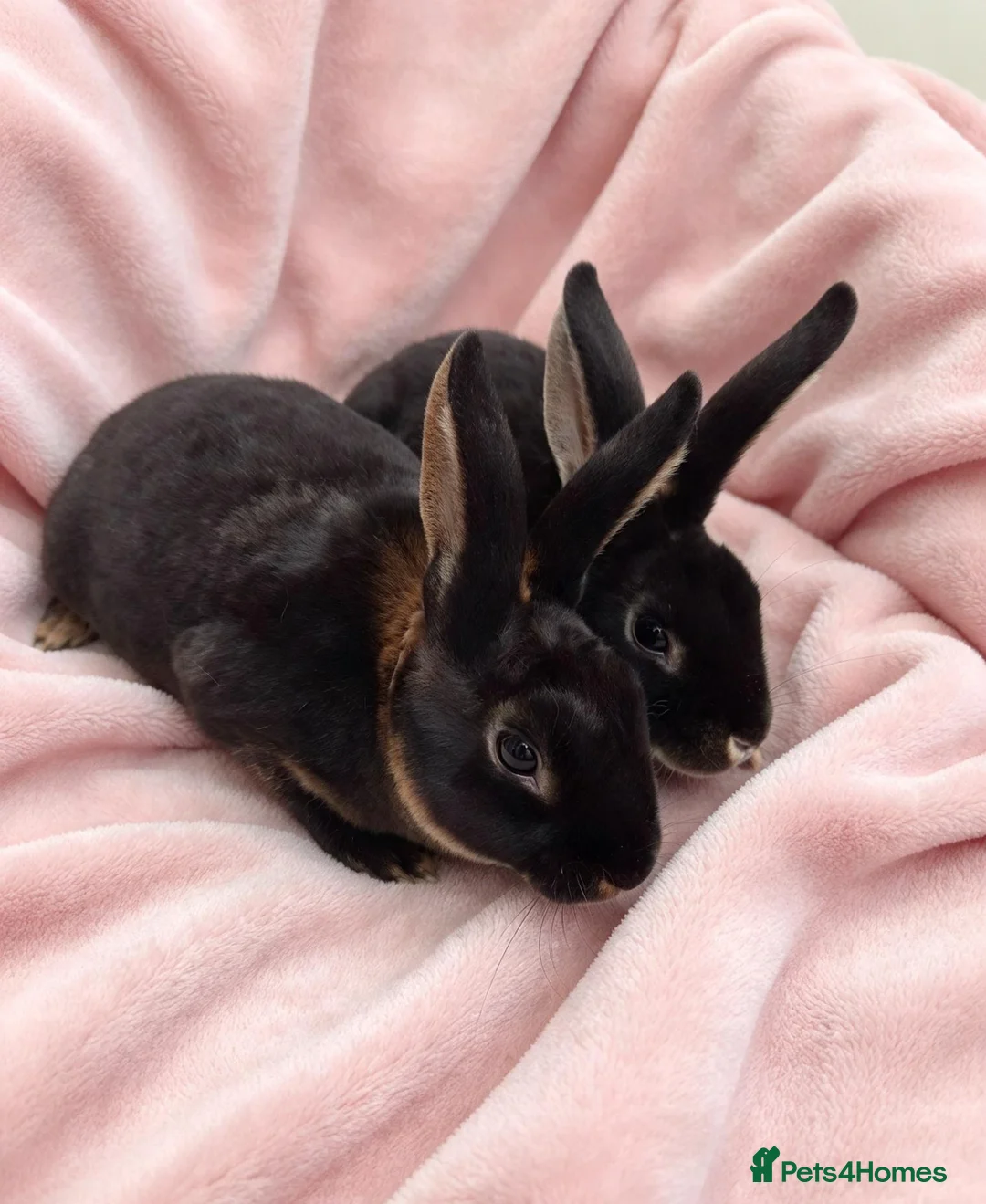 Rex rabbits for sale: Pair of mini rex babies - Advert 2