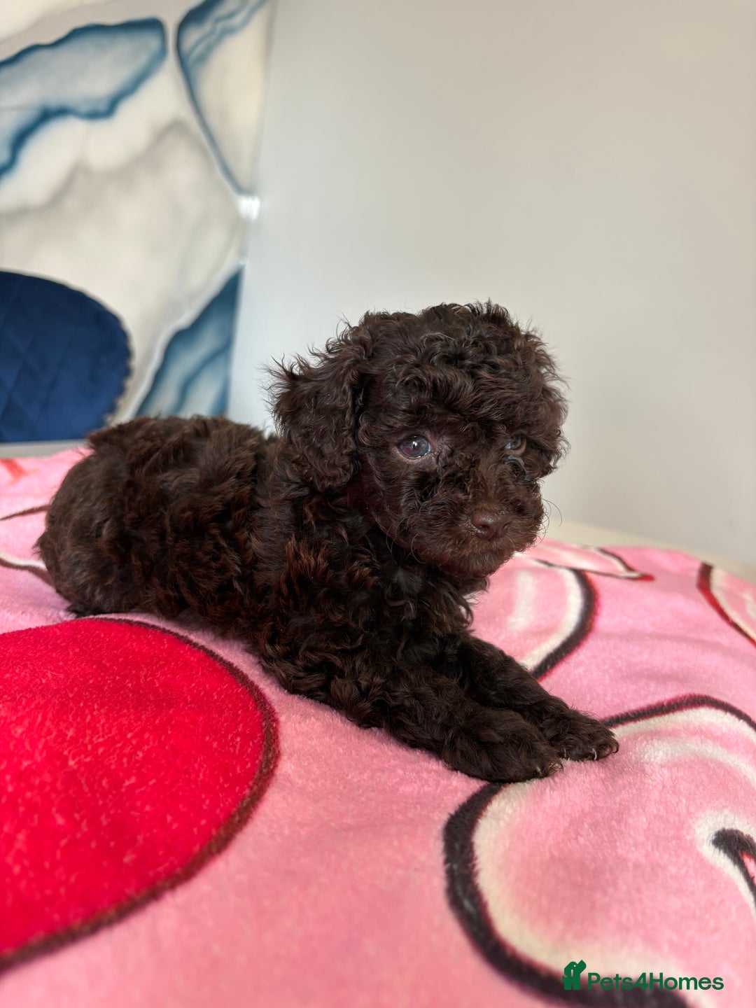 Toy Poodle dogs for sale: 1 Male & 1 Female Toy Poodle - Image 15