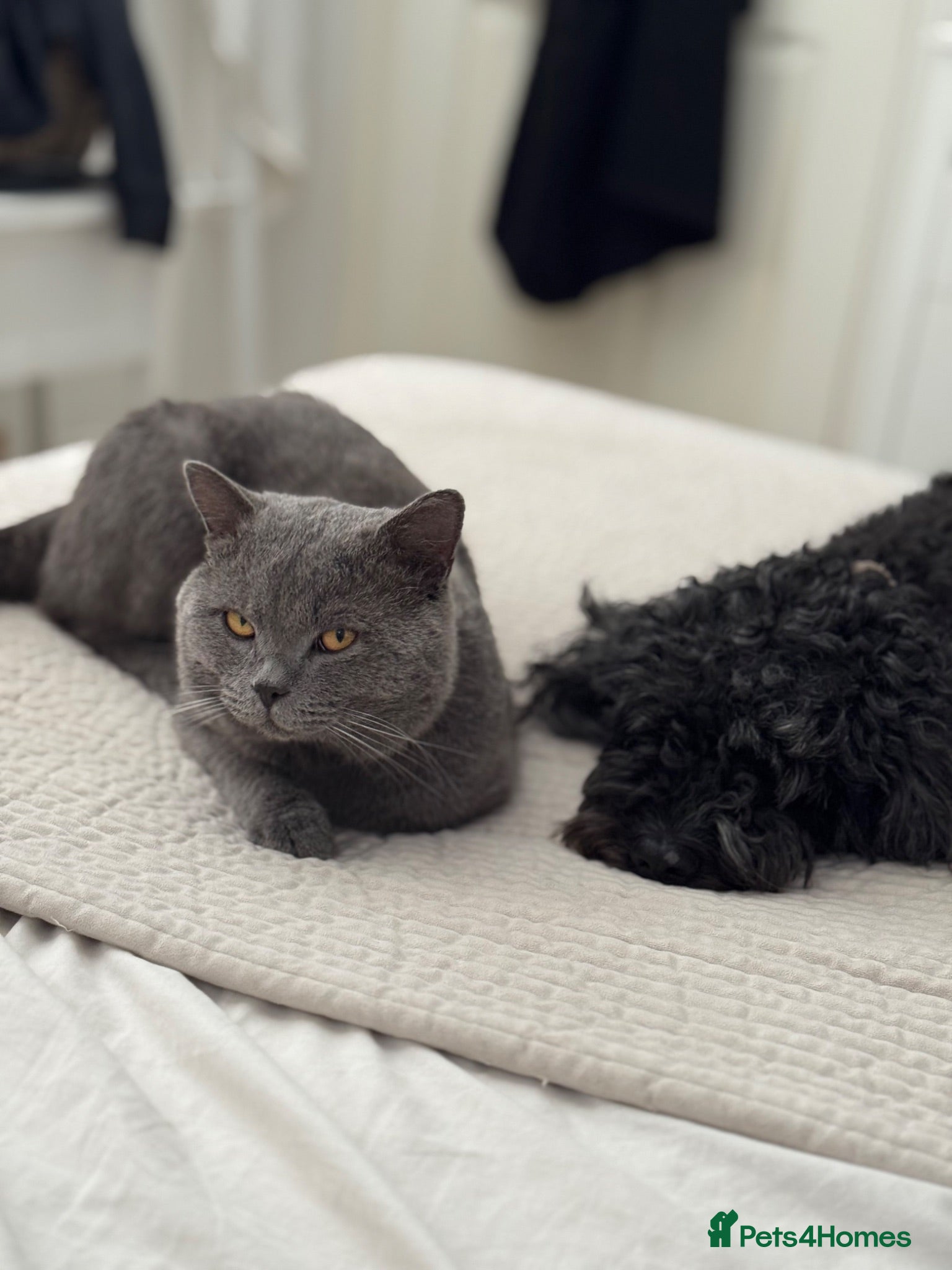 British Shorthair cats 3/4 British Shorthair Kittens - Ready to go - Advert 11