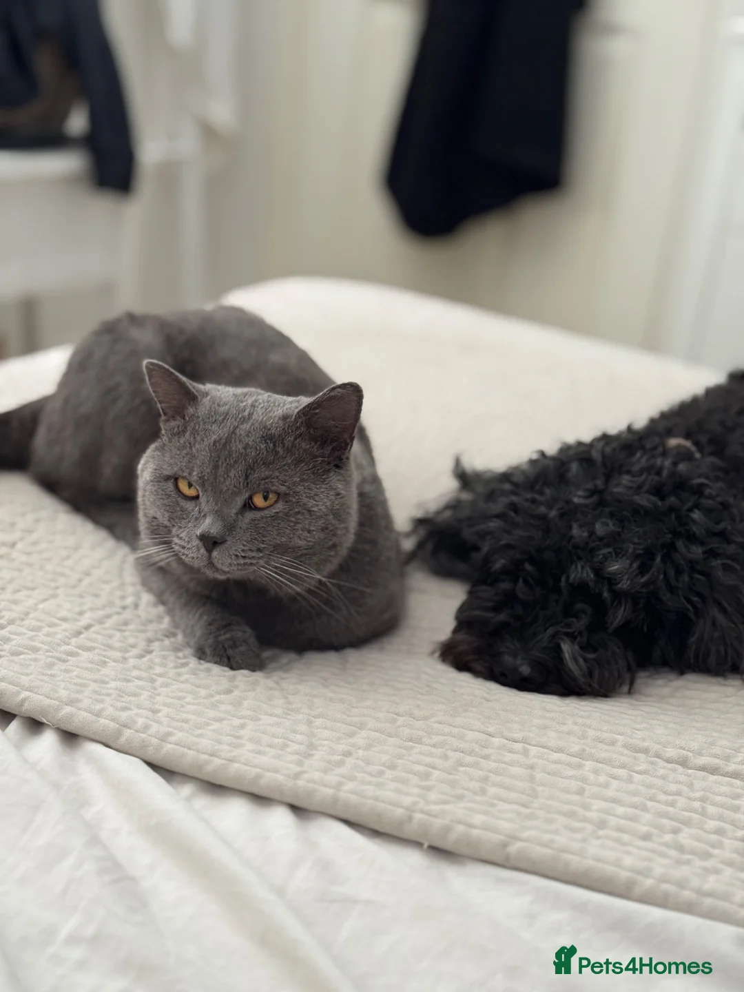British Shorthair cats for sale: 3/4 British Shorthair Kittens - Ready to go - Advert 1