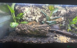 Frog reptiles for sale: Fish tank/reptile tank  - Image 3