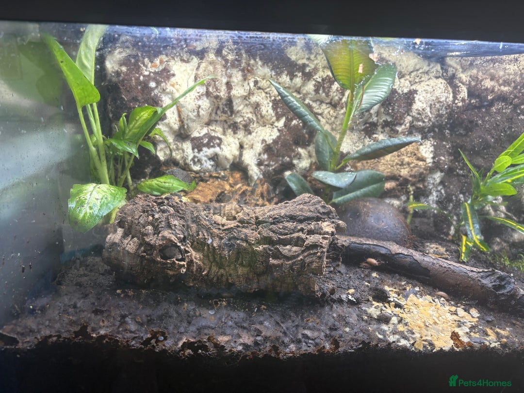 Frog reptiles for sale: Fish tank/reptile tank  - Image 3