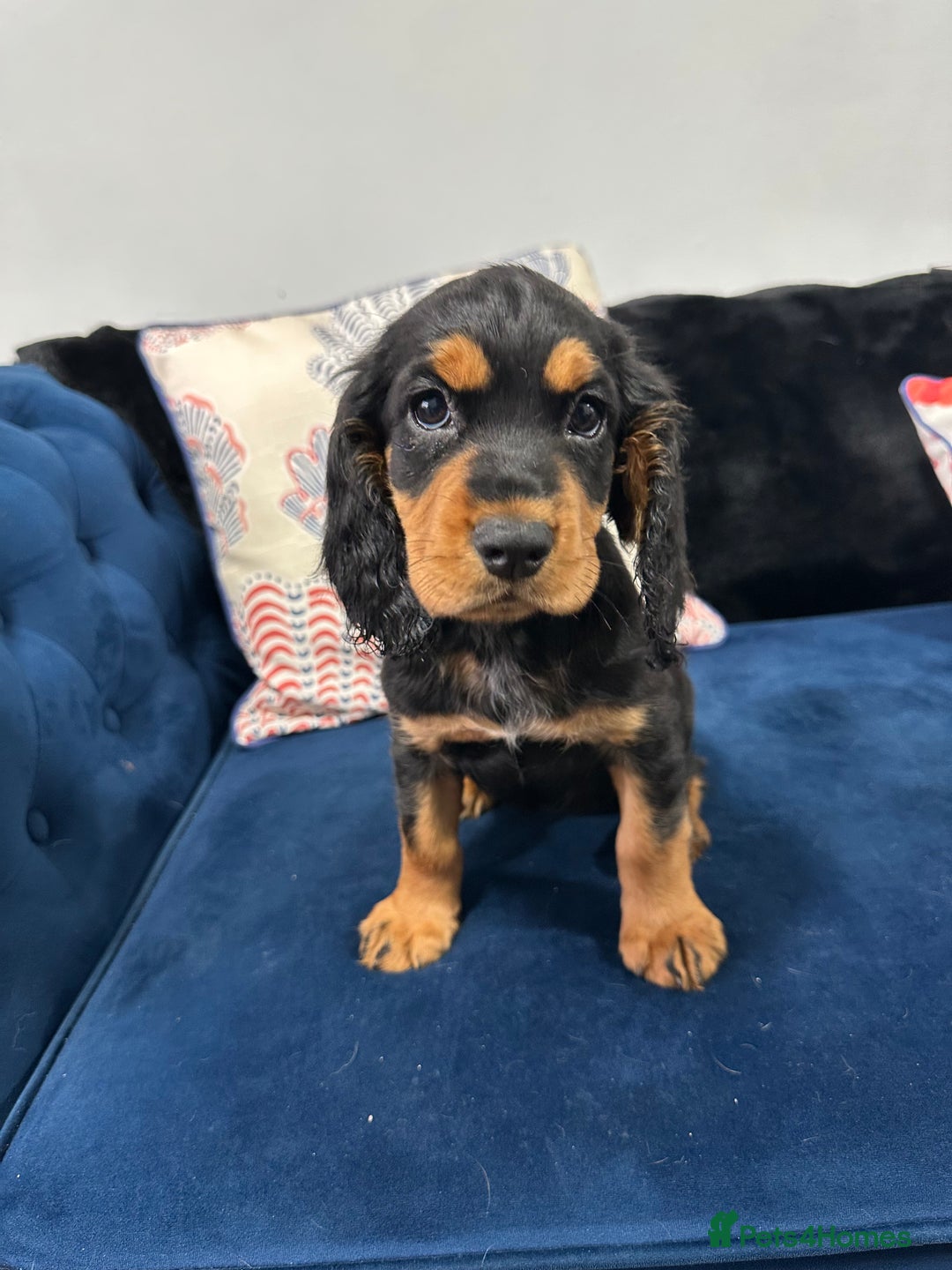 Cocker Spaniel dogs for sale: LAST BEAUTIFUL COCKER SPANIEL GIRL  - Image 8
