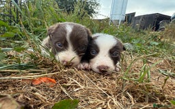 Border Collie dogs for sale: Working chocolate border collies  - Image 2