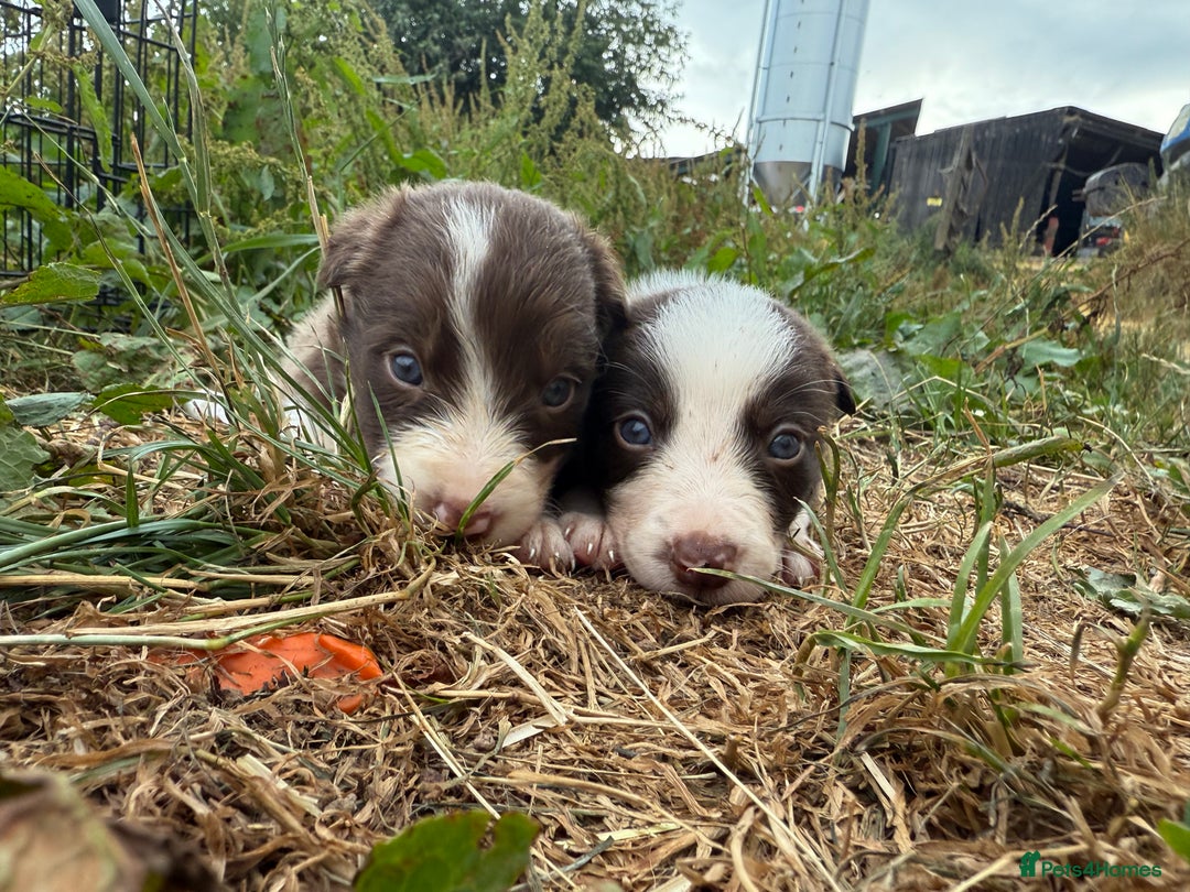 Border Collie dogs for sale: Working chocolate border collies  - Image 2
