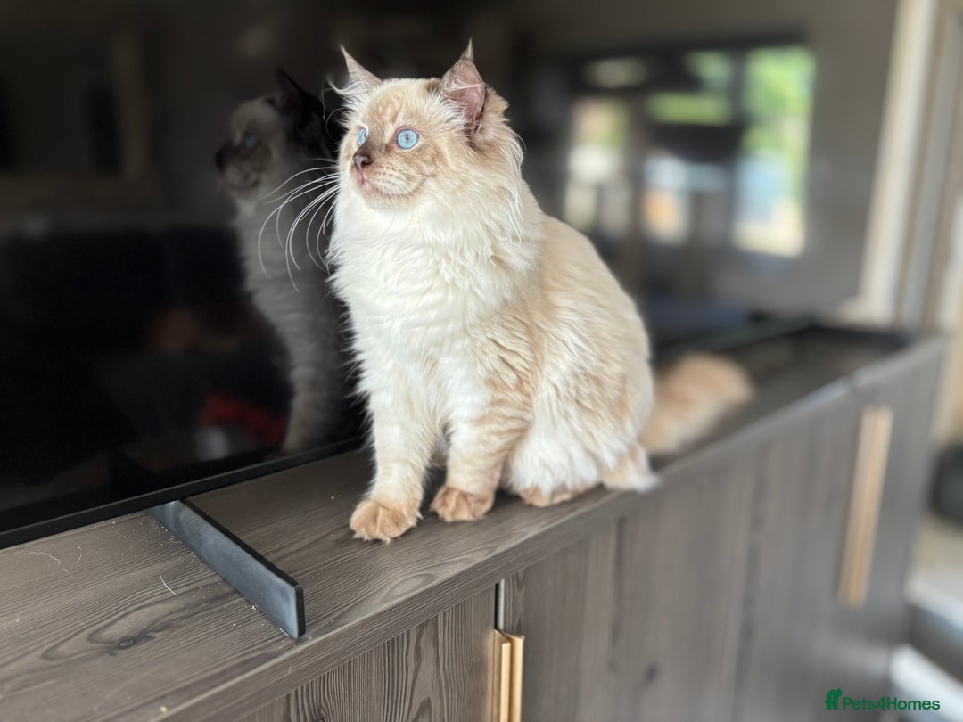 Ragdoll cats for sale: TICA DNA tested 5 Gen Pedigree  - Image 36