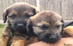 Border Terrier dogs for sale: BOY/DOG Grizzle & Tan Border terrier puppies.  - Image 4