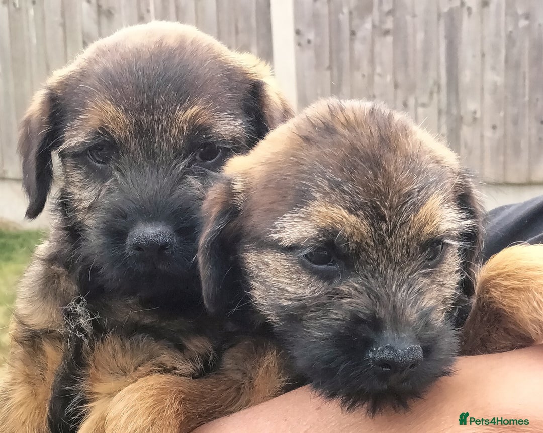Border Terrier dogs for sale: BOY/DOG Grizzle & Tan Border terrier puppies.  - Image 4