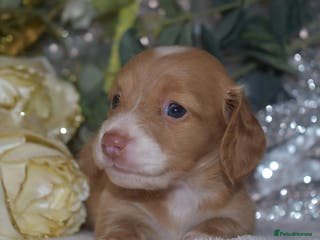 Miniature Dachshund dogs KC Miniature Dachshund Long Coat - Advert 2