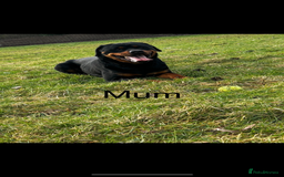 Rottweiler dogs for sale: Beautiful Rottweiler Pups, Ready this week! - Image 9