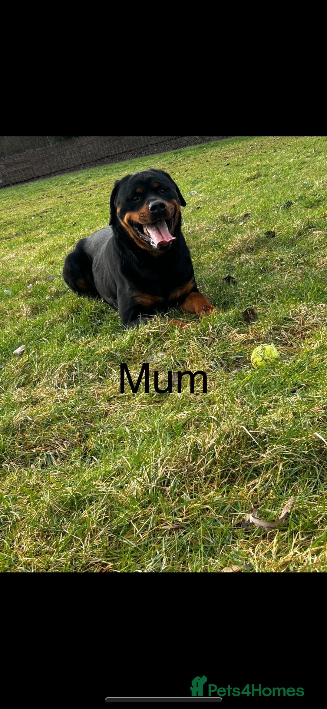 Rottweiler dogs for sale: Beautiful Rottweiler Pups, Ready this week! - Image 9
