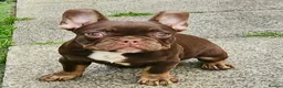 French Bulldog dogs for sale: 4 rojo male frenchie puppys - Advert 4