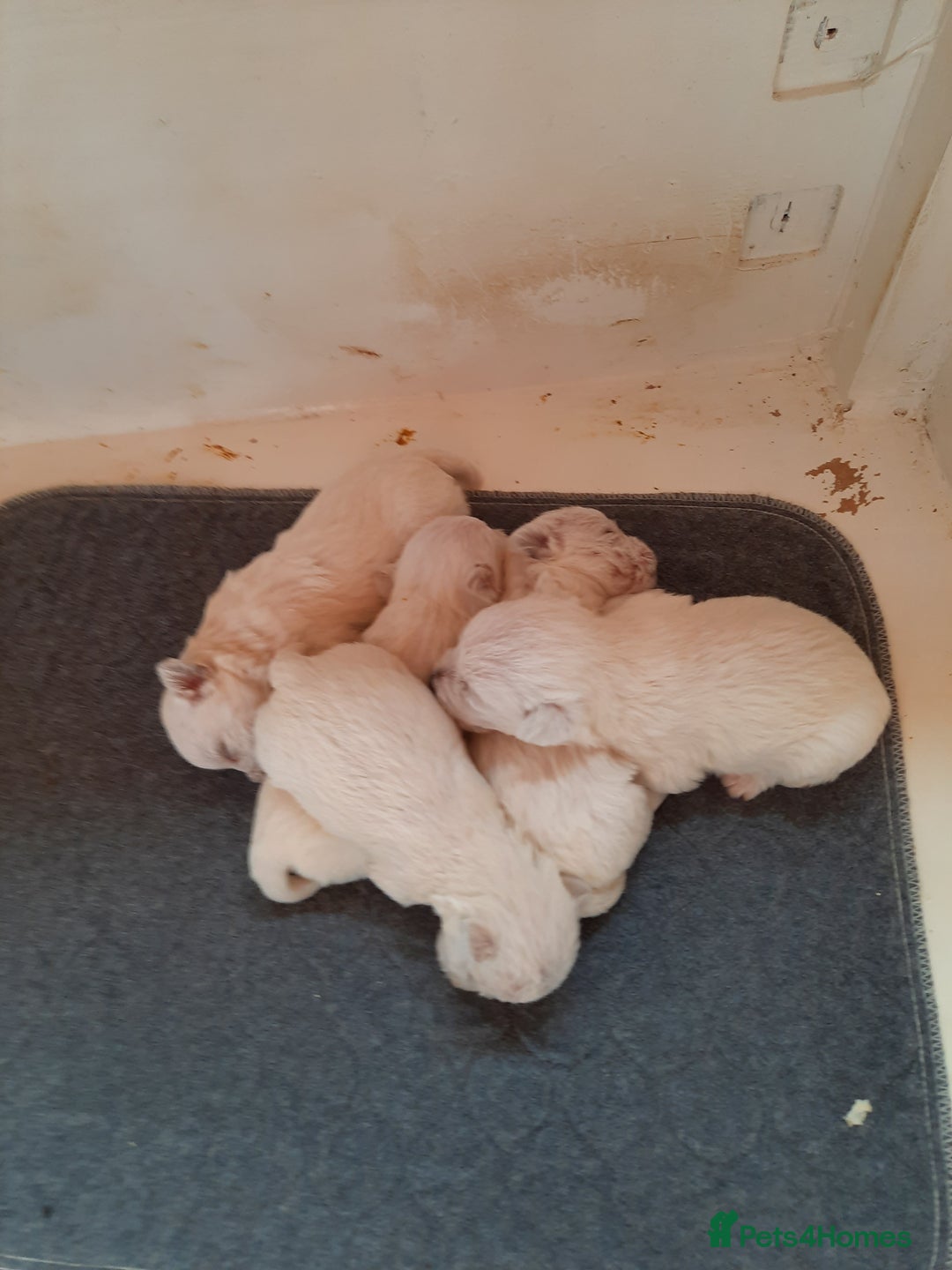 West Highland Terrier dogs for sale: BEAUTIFUL KC reg WESTIE PUPPIES - Image 4