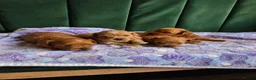 Maltipoo dogs for sale: Asian Maltipo Puppies XS Teddy Bear Faces Expected - Advert 7