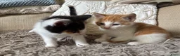 Mixed Breed cats for sale: 2 gorgeous kittens!! - Advert 3