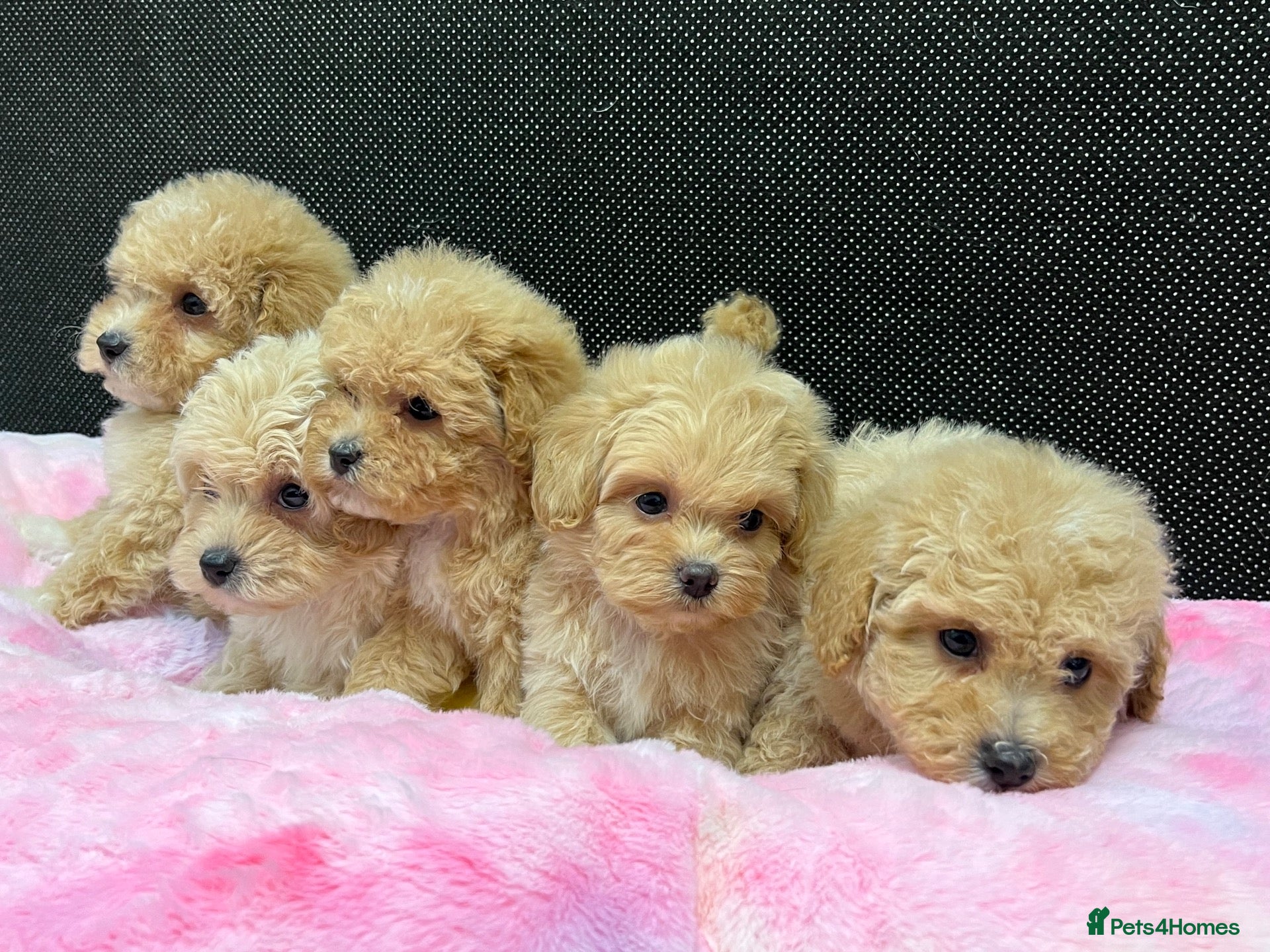Maltipoo dogs 🐶❤️ Our beautiful Maltipoo puppies ❤️🐶 - Advert 2