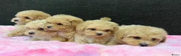 Maltipoo dogs for sale: 🐶❤️ Our beautiful Maltipoo puppies ❤️🐶 - Advert 1