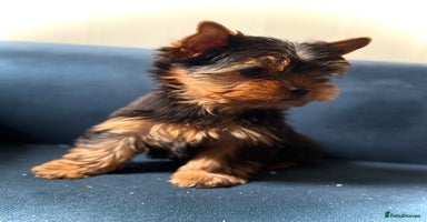 Yorkshire Terrier dogs - Advert 6