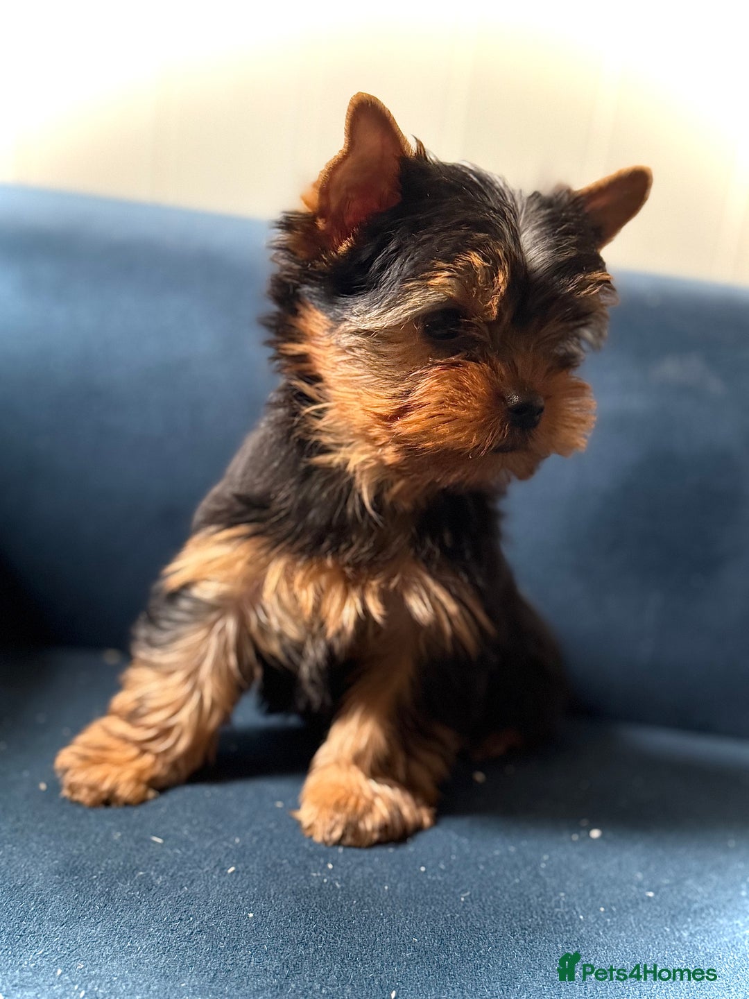 Yorkshire Terrier dogs for sale: KC registered champion blood puppies  - Image 2