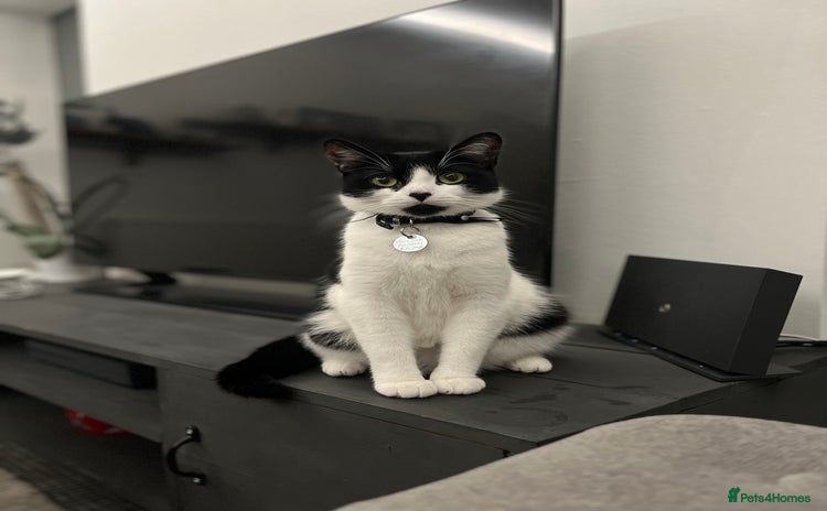 British Shorthair cats - Advert 2