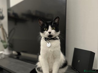 British Shorthair cats - Advert 24