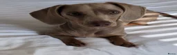 Miniature Dachshund dogs for sale: Adorable Miniature dachshund puppies - Advert 10