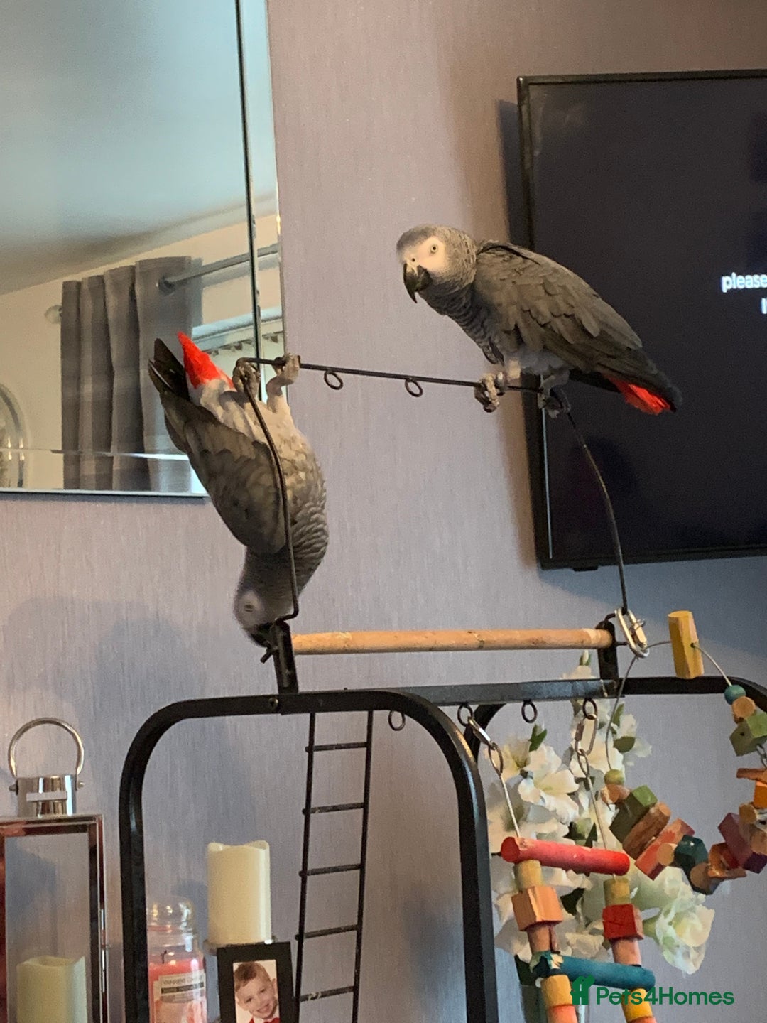 Parrots birds for sale: Our 2 loving African greys  - Advert 15