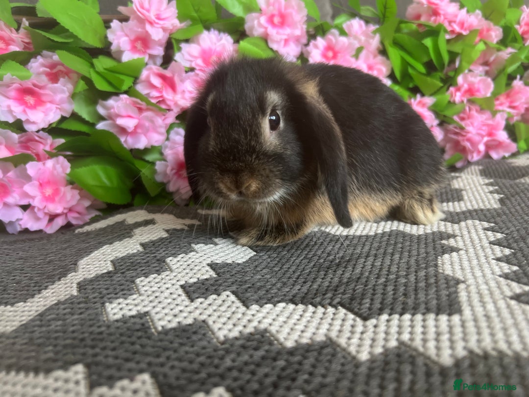 Mini Lop rabbits for sale: READY TO GO! Mini Lop Boys (2 Left) - Image 6