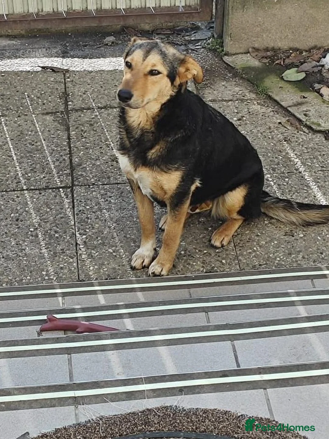 Mixed Breed dogs for adoption: 🐾 Meet Larisa - a gentle girl for a Loving Home💛 - Advert 3