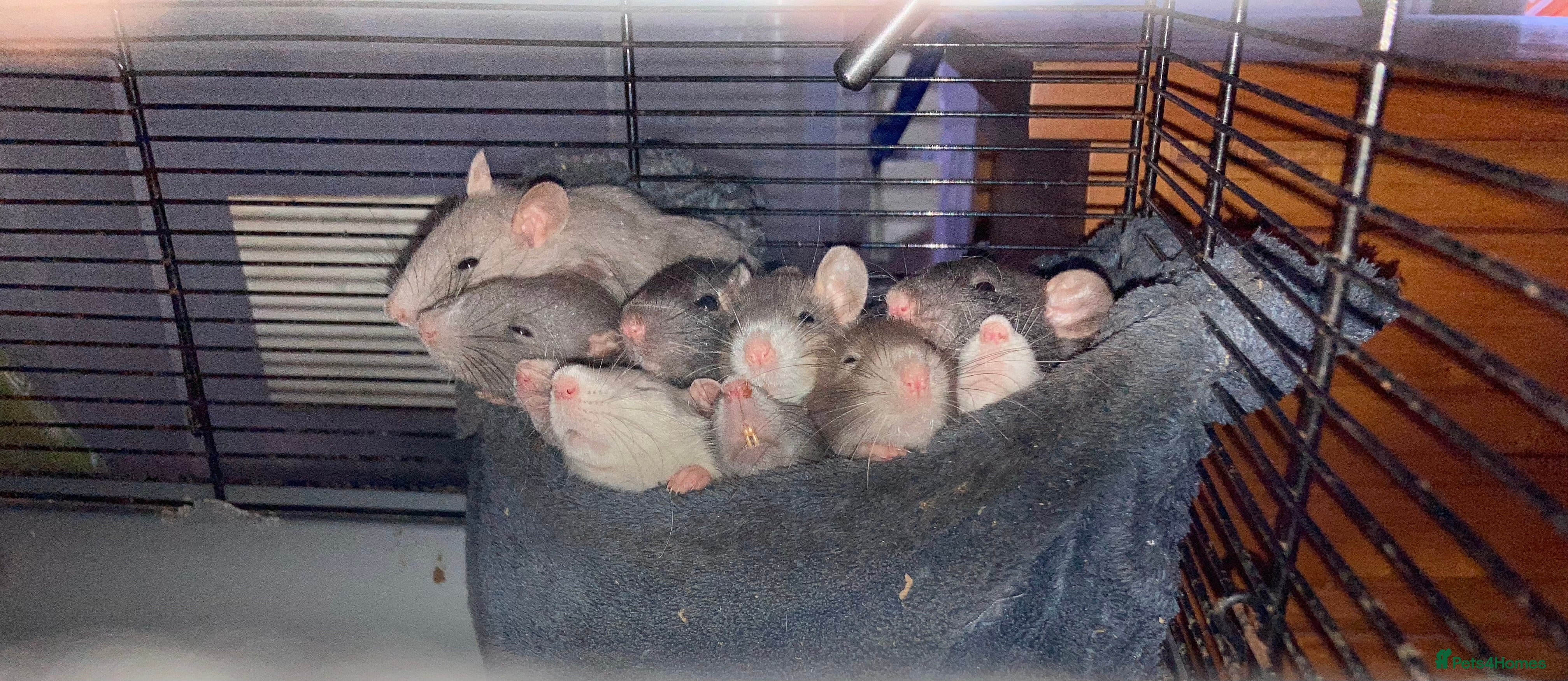 Rat rodents Rats for sale hull - Advert 1