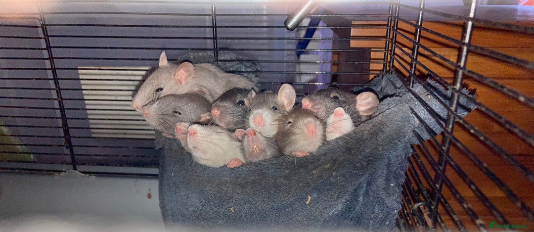 Rat rodents for sale: Rats for sale hull - Advert 1