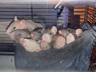 Rat rodents Rats for sale hull - Advert 8