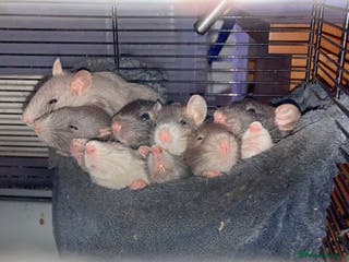 Rat rodents Rats for sale hull - Advert 2