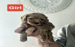 Cavapoo dogs for sale: Miniature cavapoo  - Image 2