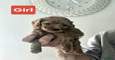 Cavapoo dogs - Advert 2