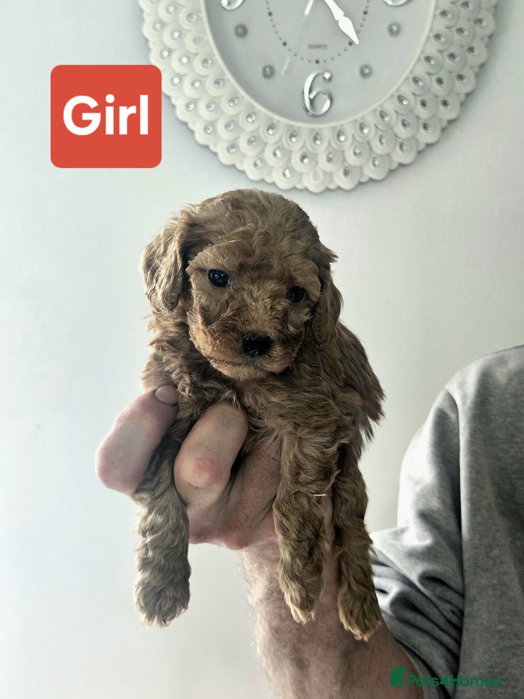 Cavapoo dogs for sale: Miniature cavapoo  - Image 2