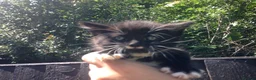 Mixed Breed cats for sale: 6 female Kittens. Black and tortoise.  - Advert 12