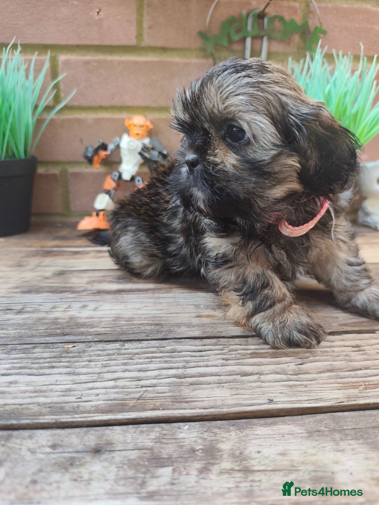 Shih Tzu dogs Shih tzu puppies  - Advert 2