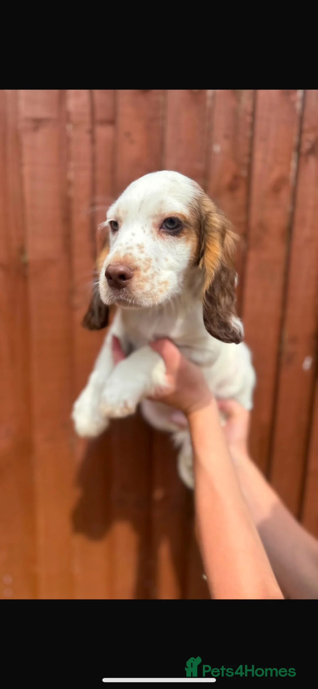 Cocker Spaniel dogs for sale: Gorgeous KC Show Cocker Spaniels  - Advert 7