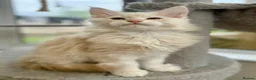 Maine Coon cats for sale: READY TO LEAVE Top quality Maine coon kittens - Advert 22