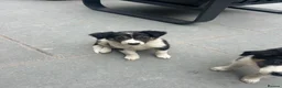 Mixed Breed dogs for sale: 🐾 Six Beautiful Welsh Border Collies 🐾 - Advert 20