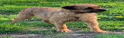 Border Terrier dogs for sale: Champion bred companion  - Advert 9