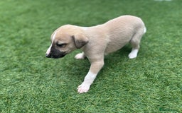 Whippet dogs for sale: Whippet puppies beautiful colours - Image 16