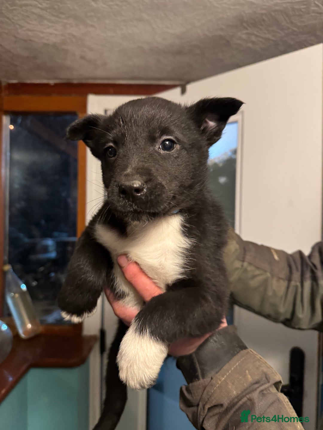 Border Collie dogs for sale: Collie pups - Advert 7