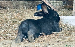 Mixed Breed rabbits for sale: Baby rabbits - Image 14