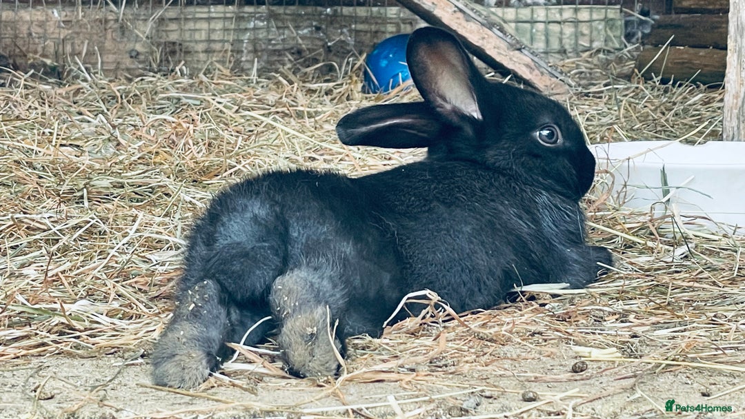 Mixed Breed rabbits for sale: Baby rabbits - Image 14