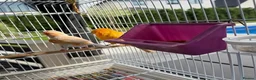 Parrots birds for sale: Find Your Perfect Parrot–Loving Companions Ready in Halifax - Advert 8