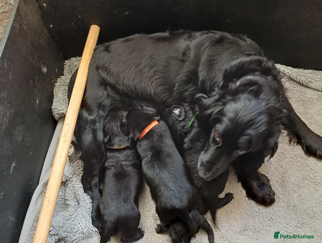 Mixed Breed dogs for sale: Cocker Spaniel cross close to J36 of M6 in Carnforth - Advert 2