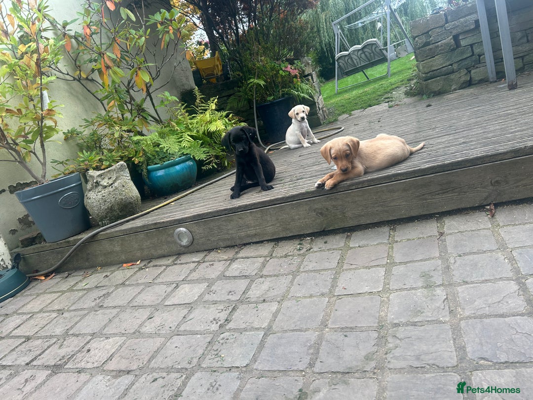 Mixed Breed dogs for sale: 3/4 Labrador 1/4 German wire hair pointer  - Image 12